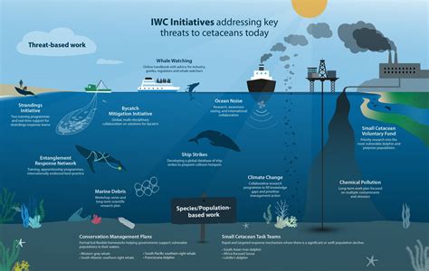 iwc blue whale|what countries still allow whaling.